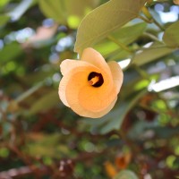 Hibiscus tiliaceus L.